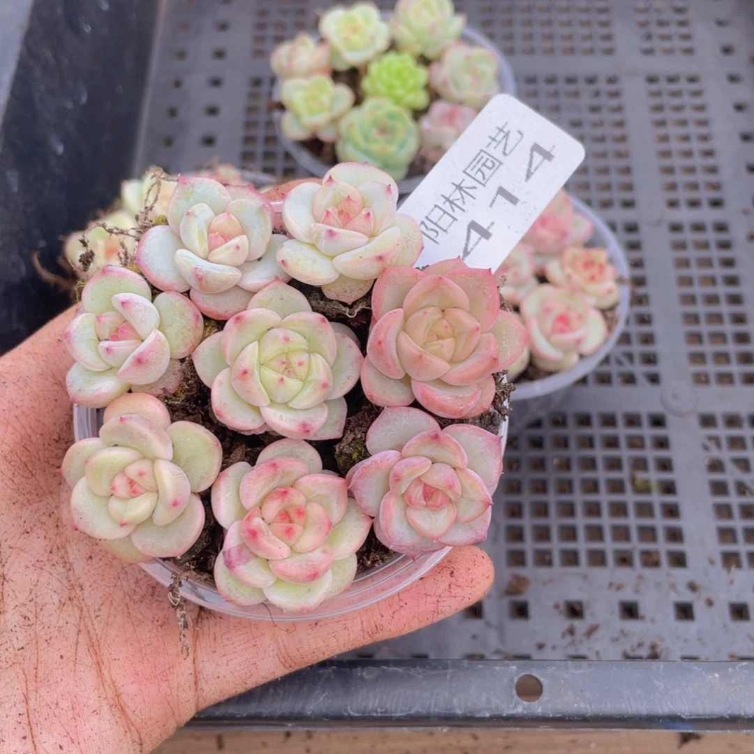 J****e多肉植物多肉植物414