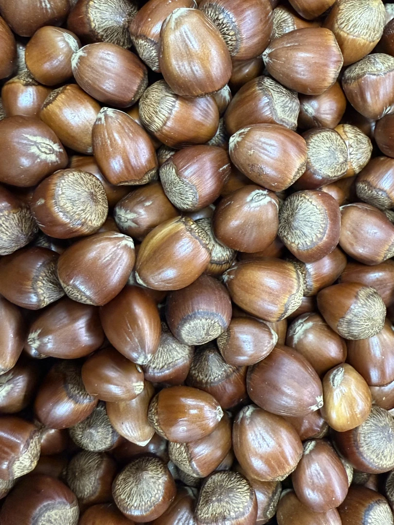 正宗东北大榛子（熟的）二斤起邮