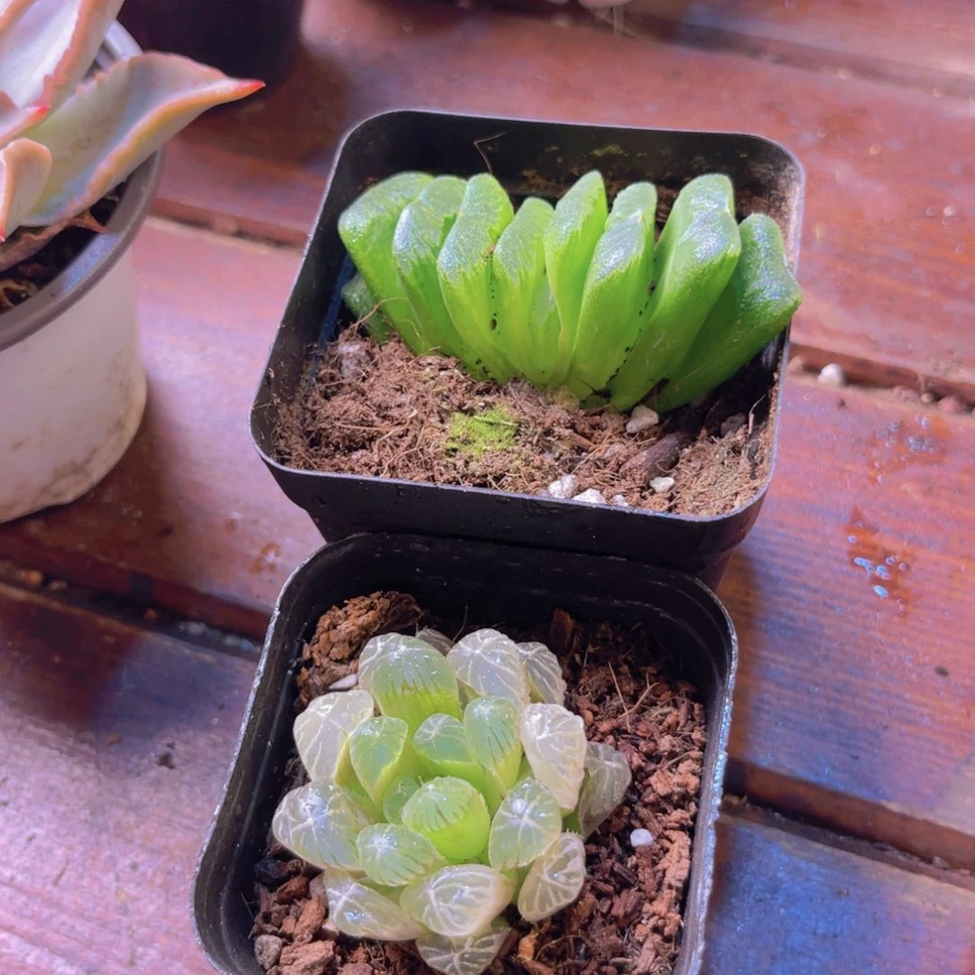 玉扇➕琥珀雨露 带盆