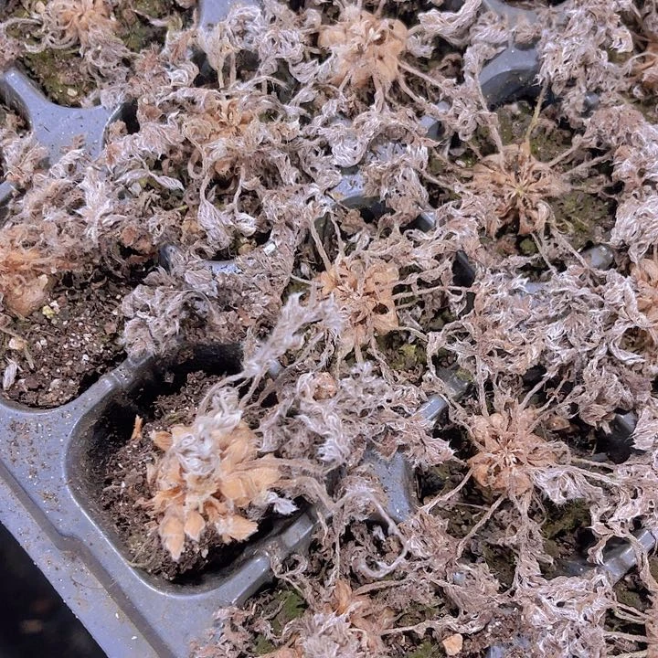 精品羽叶杨葵多肉植物