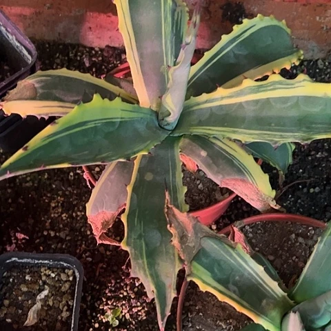 用***5赤牙龙腹轮稿斑植物