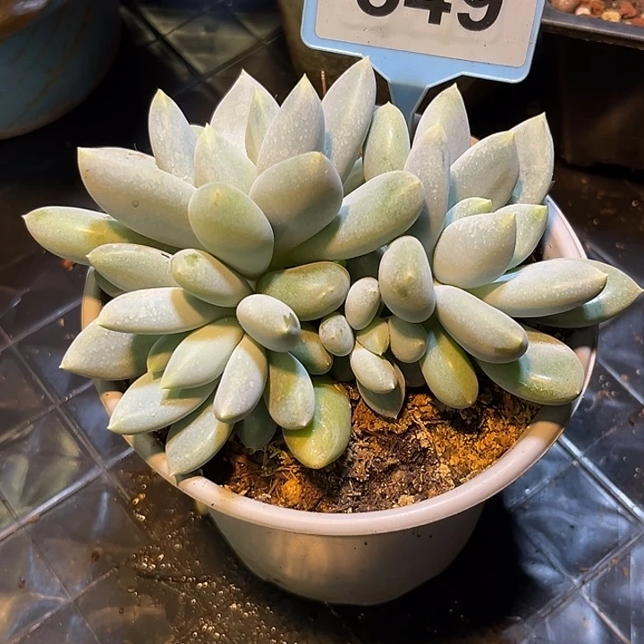 多肉植物胖体哥特群547