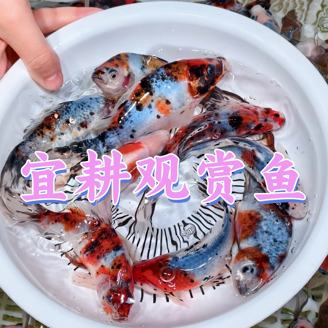【新手好养】水墨画玉兰花金鱼 大尺寸9-12公分 发5条 花色混搭