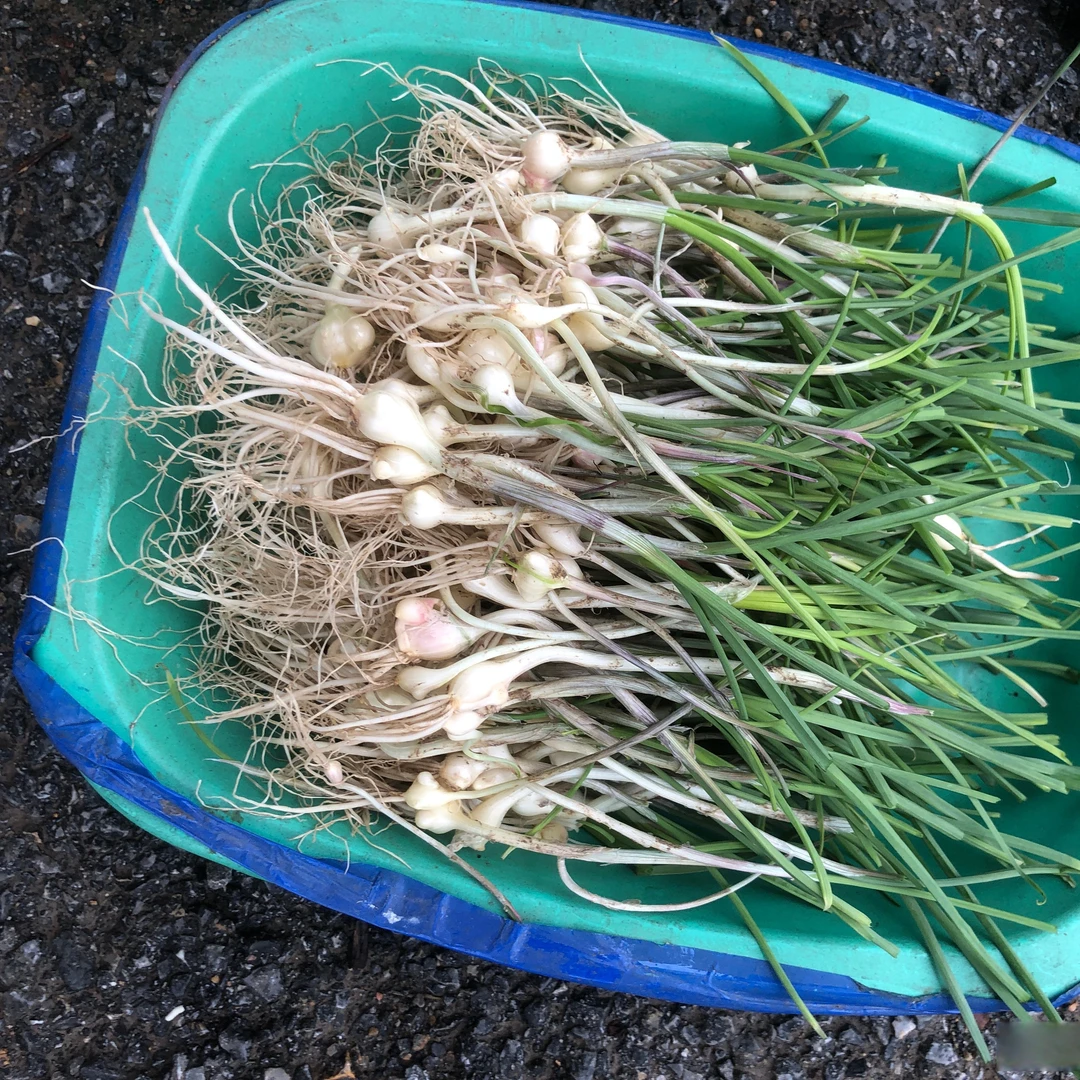 高林村小山蒜蒜头大蒜蒜苗新鲜，大脑爪菜图片薤白图片现挖