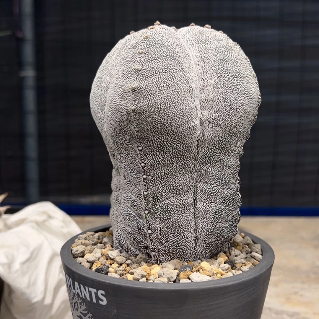 B****1400日系恩冢带盆发货