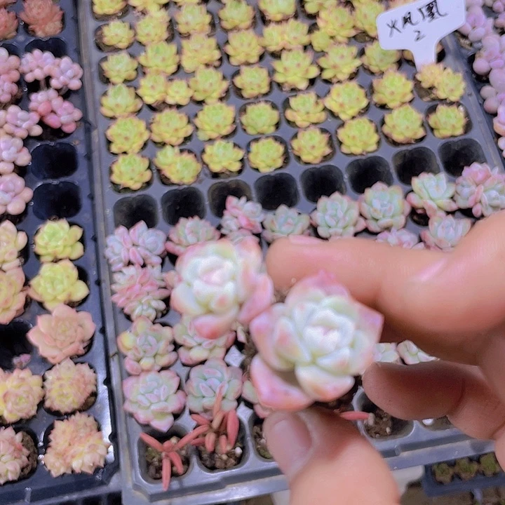 双头冰玉【满10颗包邮】