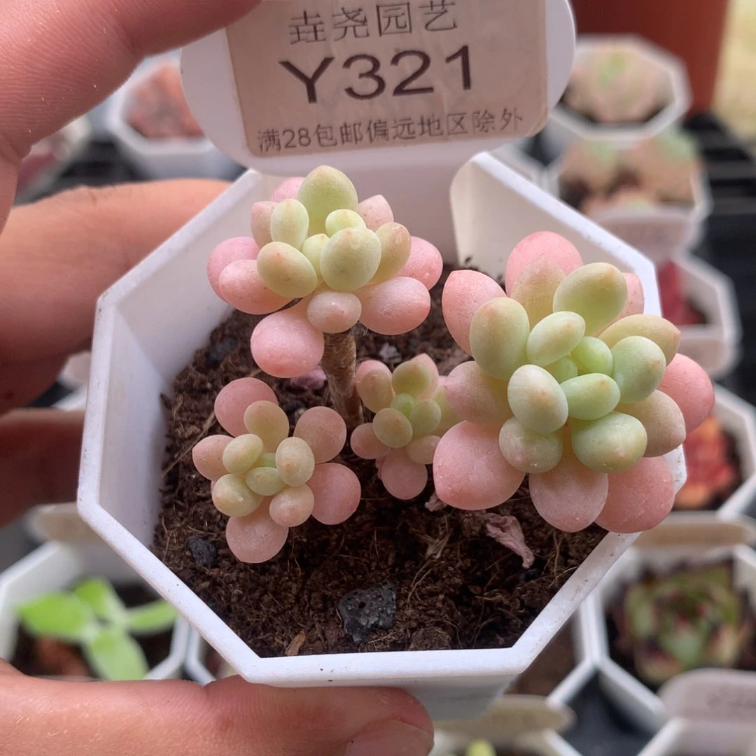 0321鱼子酱4.5厘米
