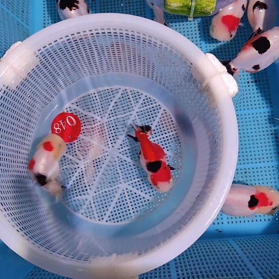 金鱼048兰寿两只特价顺丰包邮