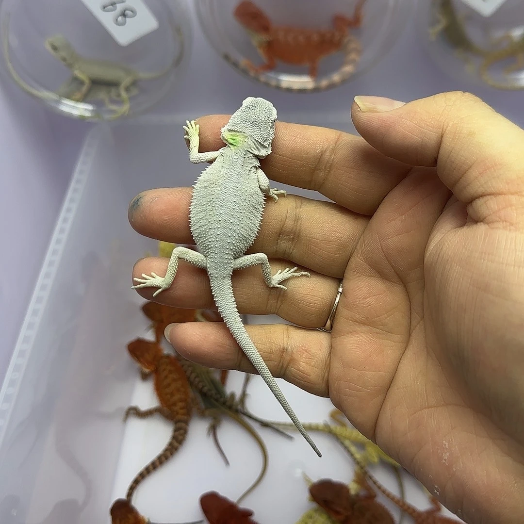 鬃狮蜥超白微微微瑕疵