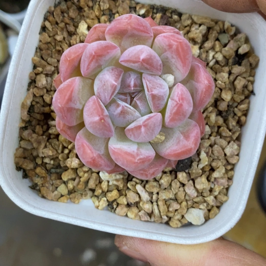 精品多肉一物一拍不包整151