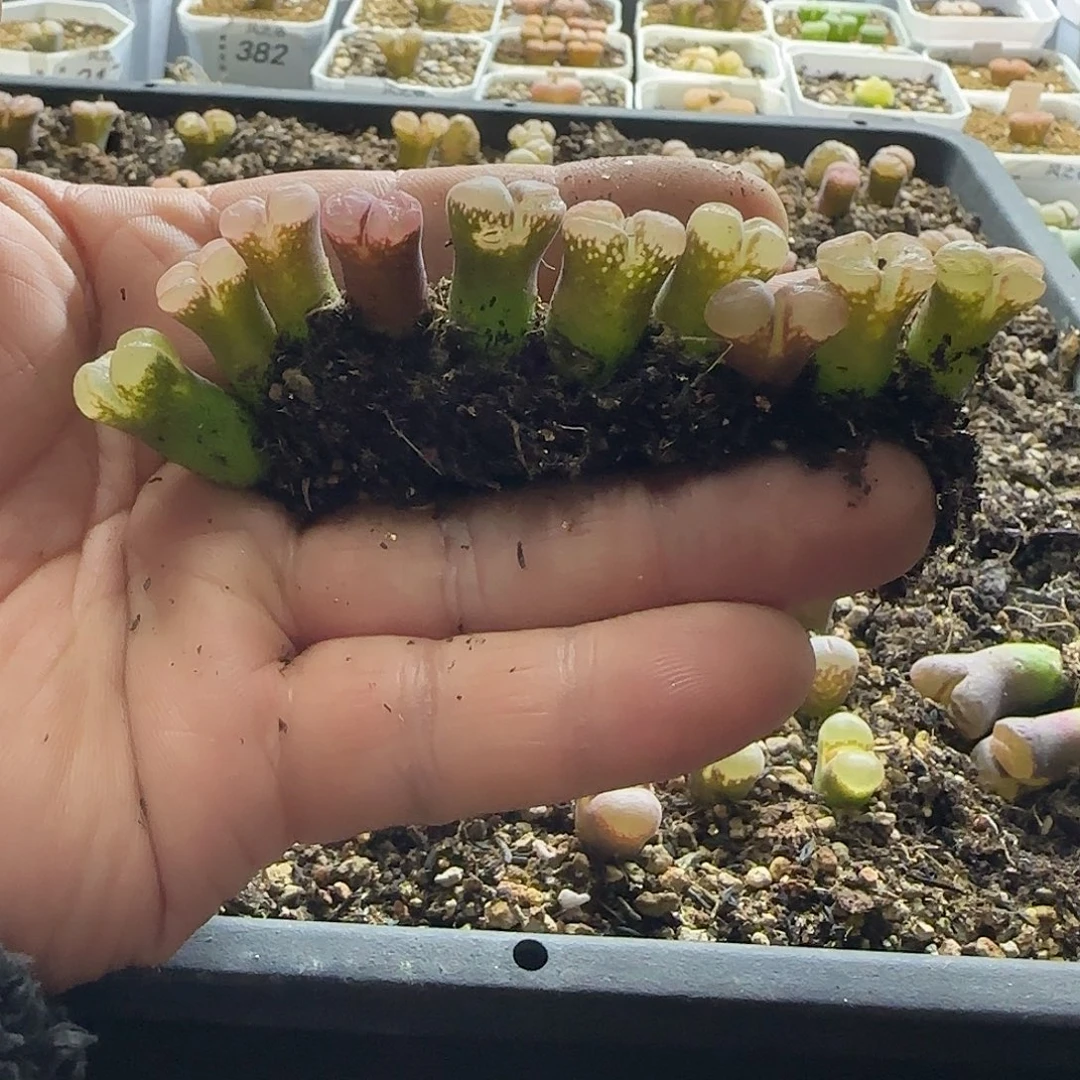 红风铃10颗炸窗福利