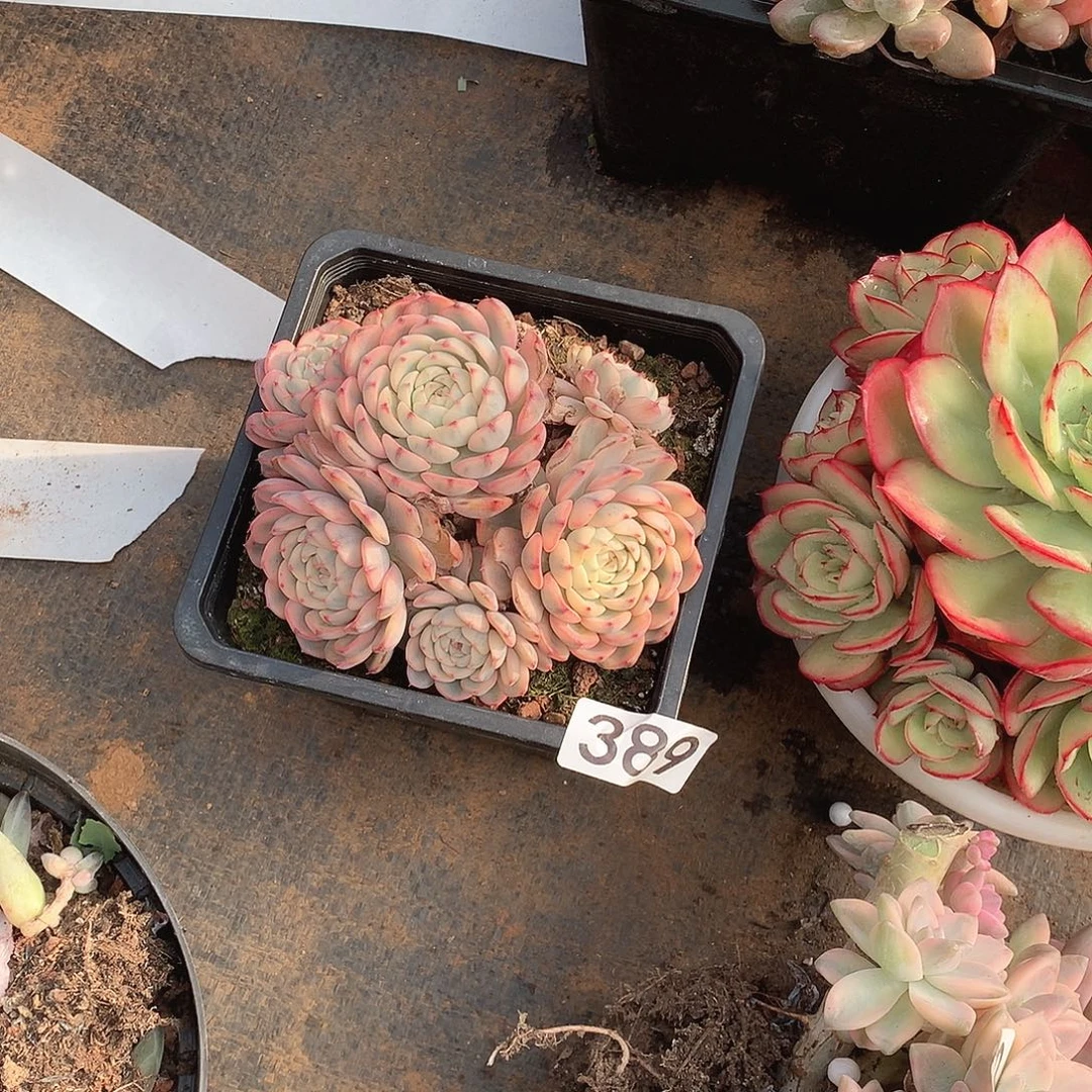 389锦 一物一拍多肉