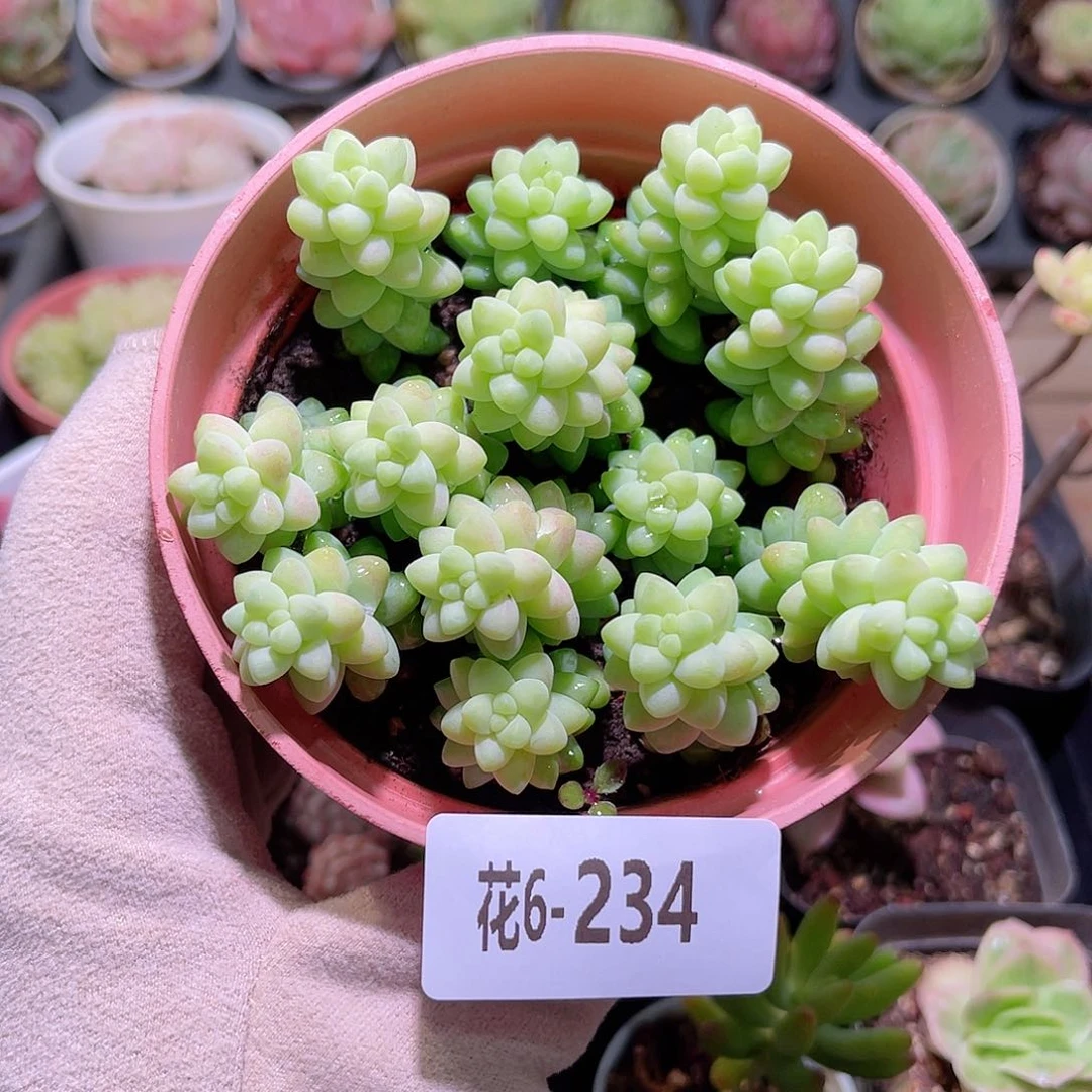 花利美6-234玉坠