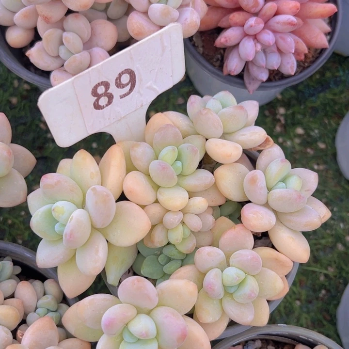 健健康康平平安安