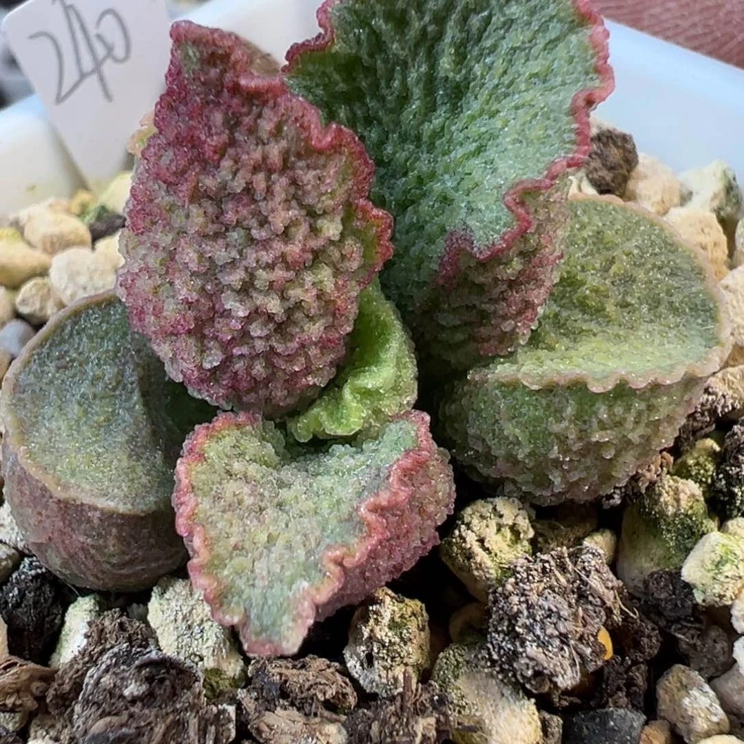 024-7022实生新品多肉植物水泡