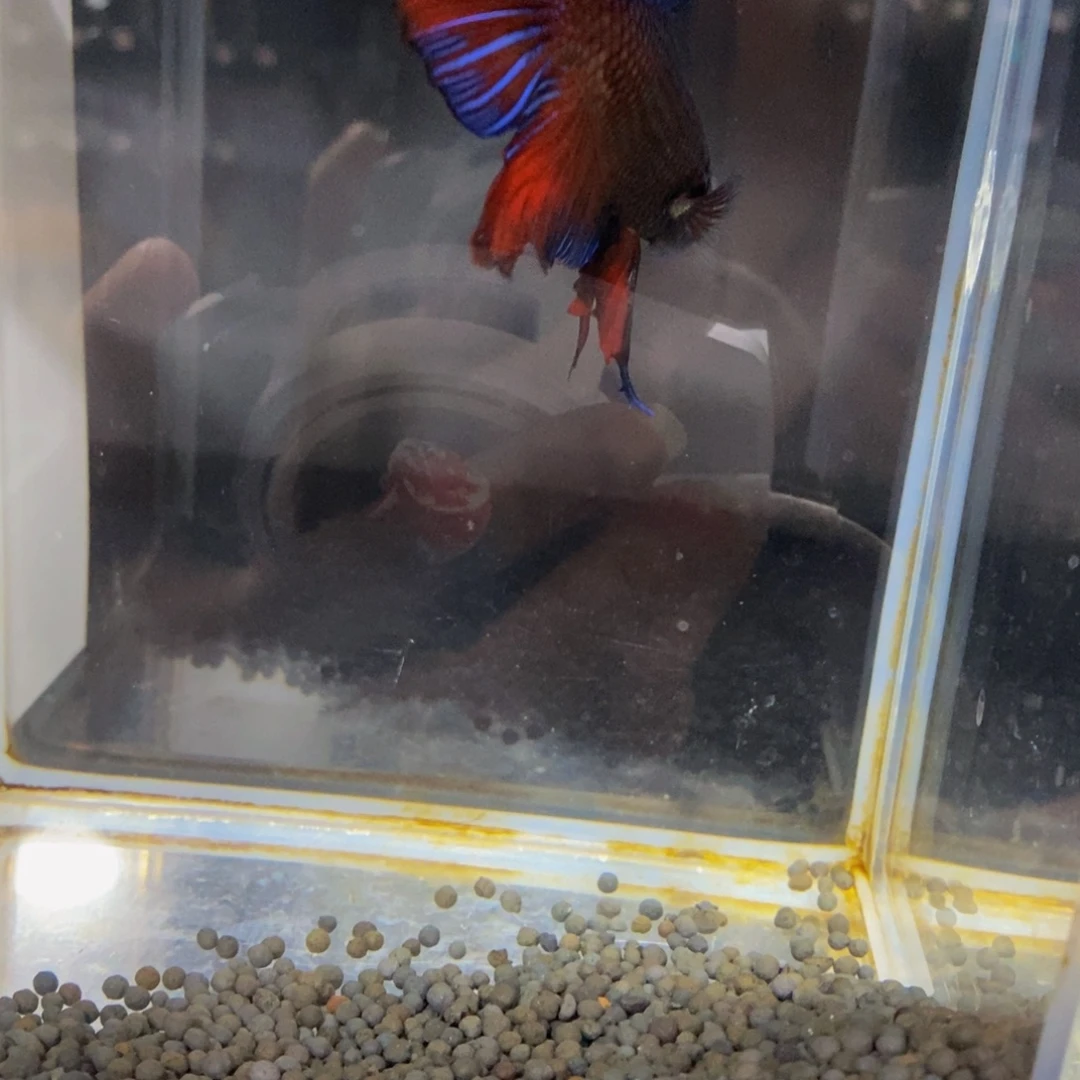 水***星斗鱼267巨斗111111