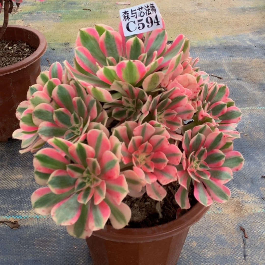 【闪购商品】594女巫