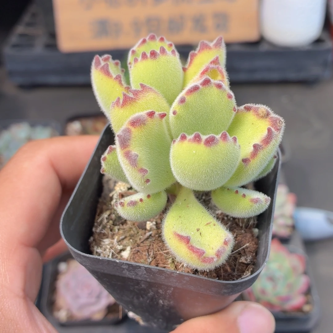 绿熊多肉9.9包邮发货