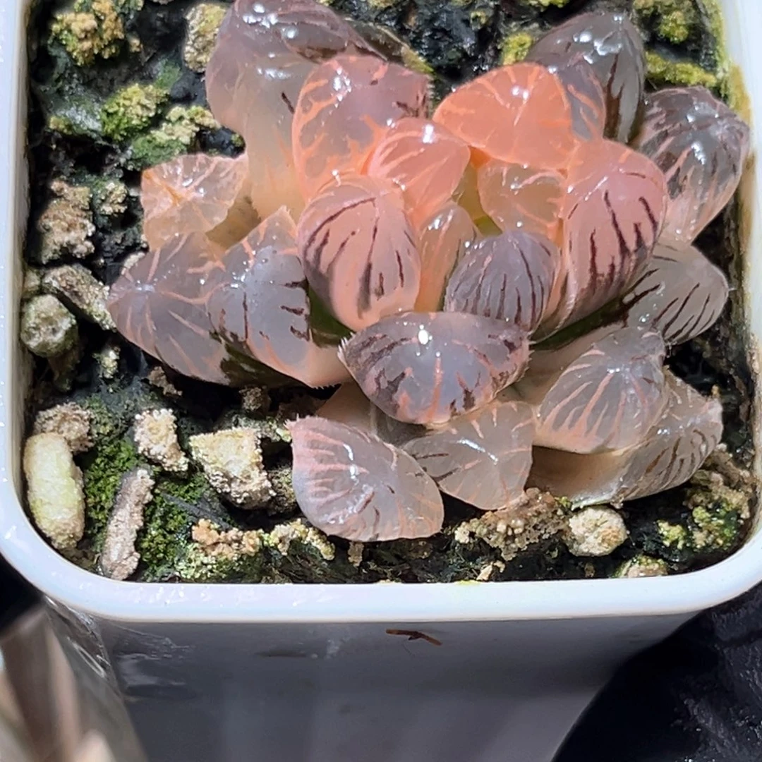 恭喜发财大吉大利4172