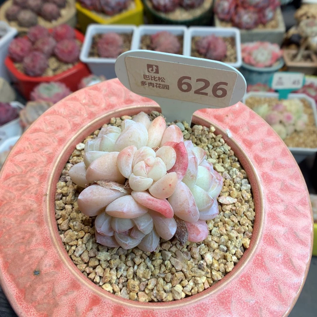 ღ**久626 粉透冰玉多肉
