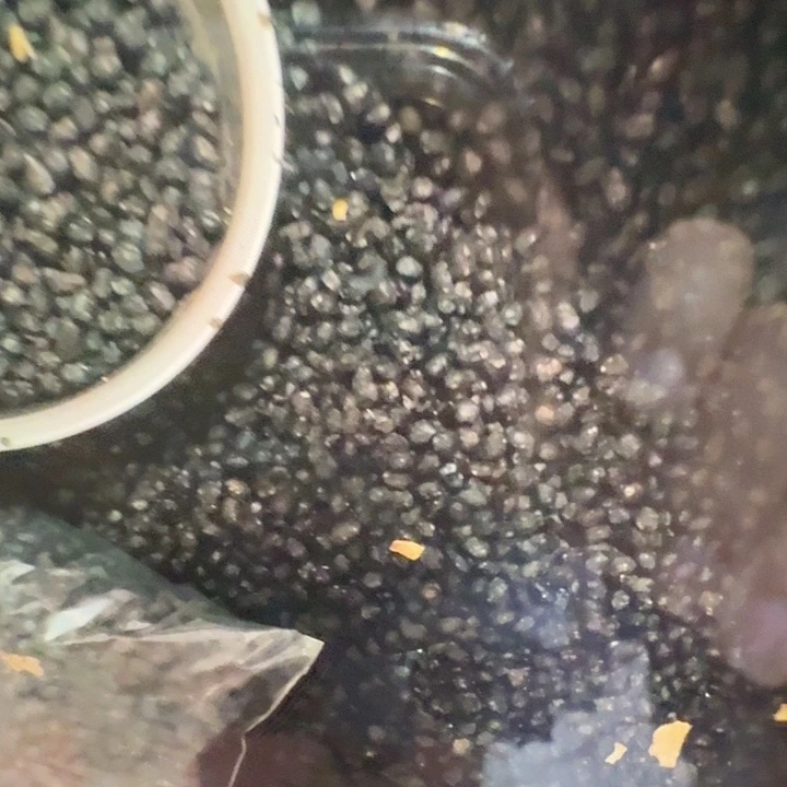 黑豆中国大陆豆豉两斤装