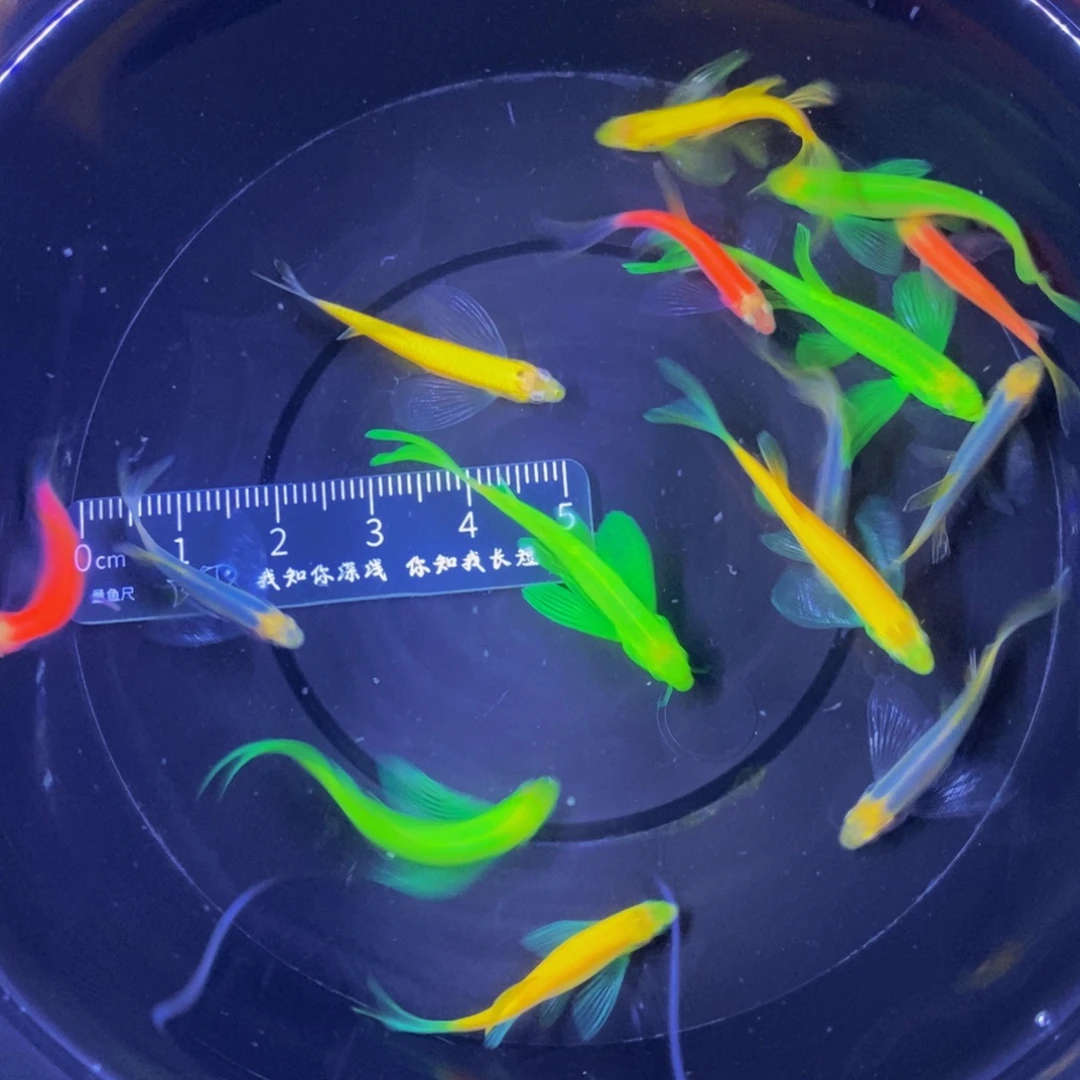 斑马鱼蝶翼斑马小号3厘米16条