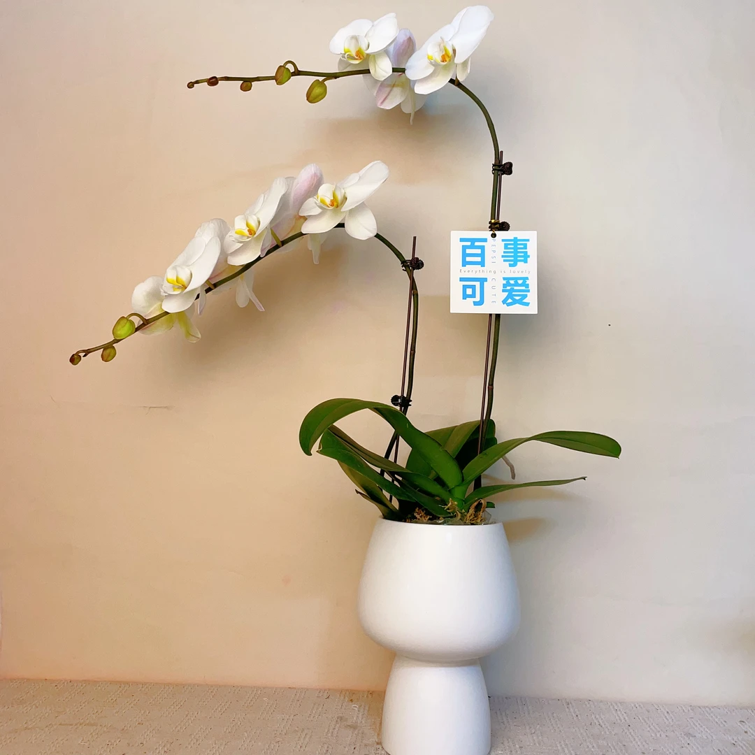 桦艺优选【白V精品】蝴蝶兰轻奢室内绿植花卉艺术盆栽基地直发