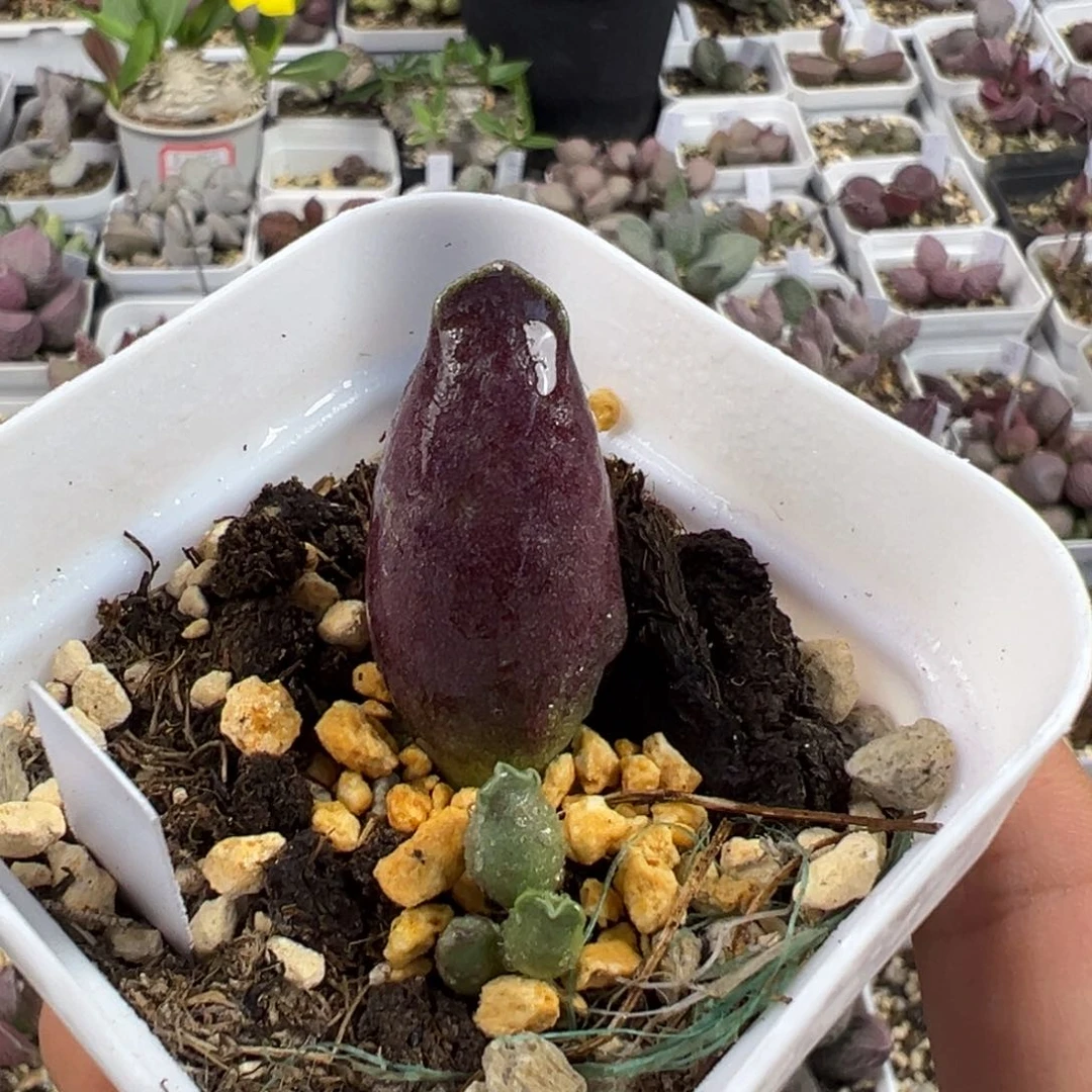 全紫海豹多肉植物水泡