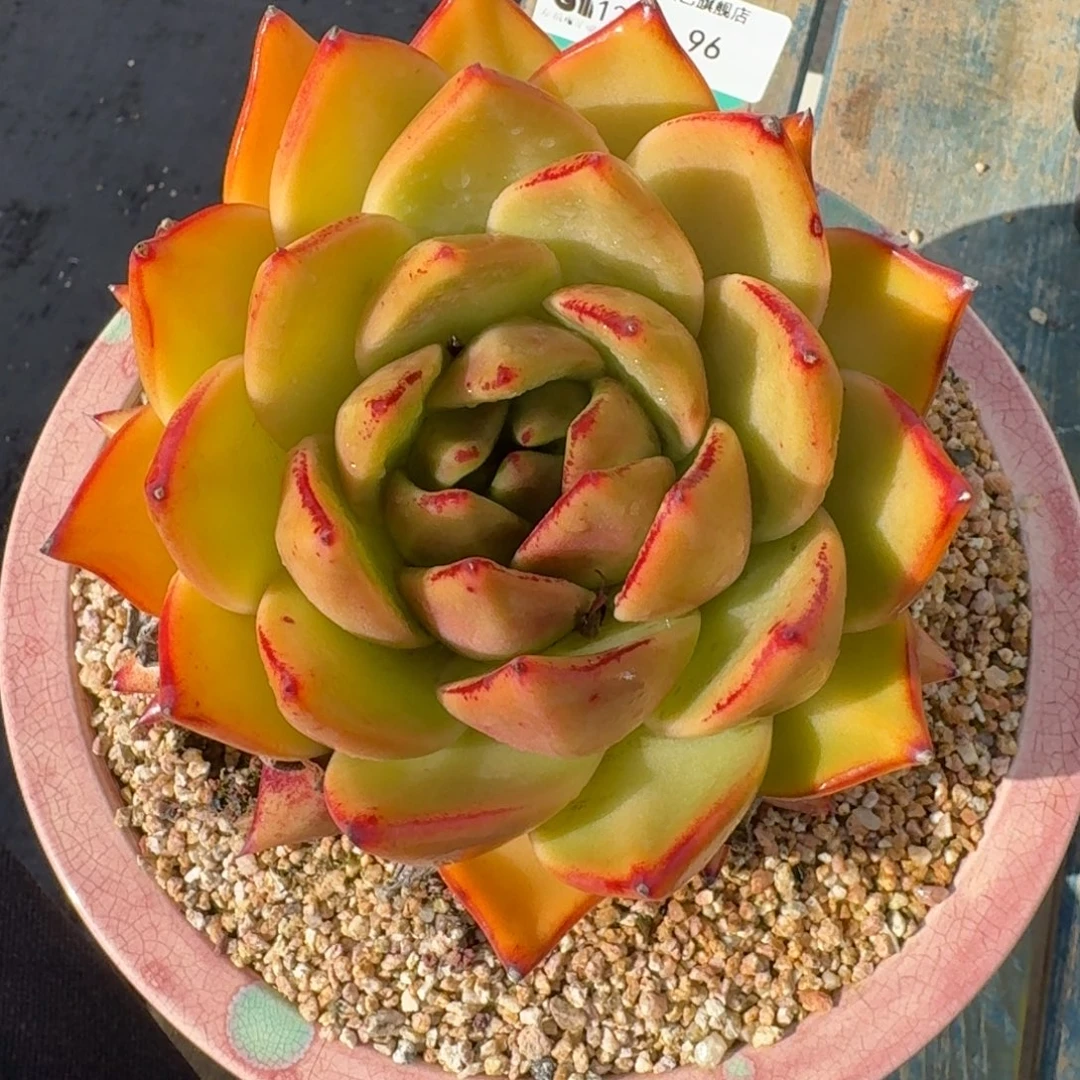 从前慢多肉精选编号1222.96