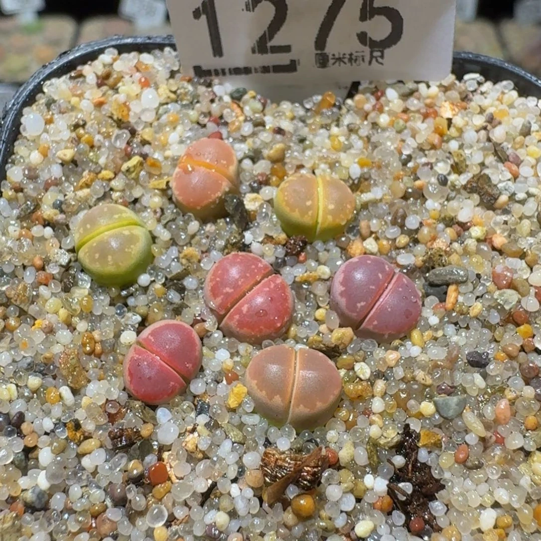 Sssss 好好看呀1275橄榄
