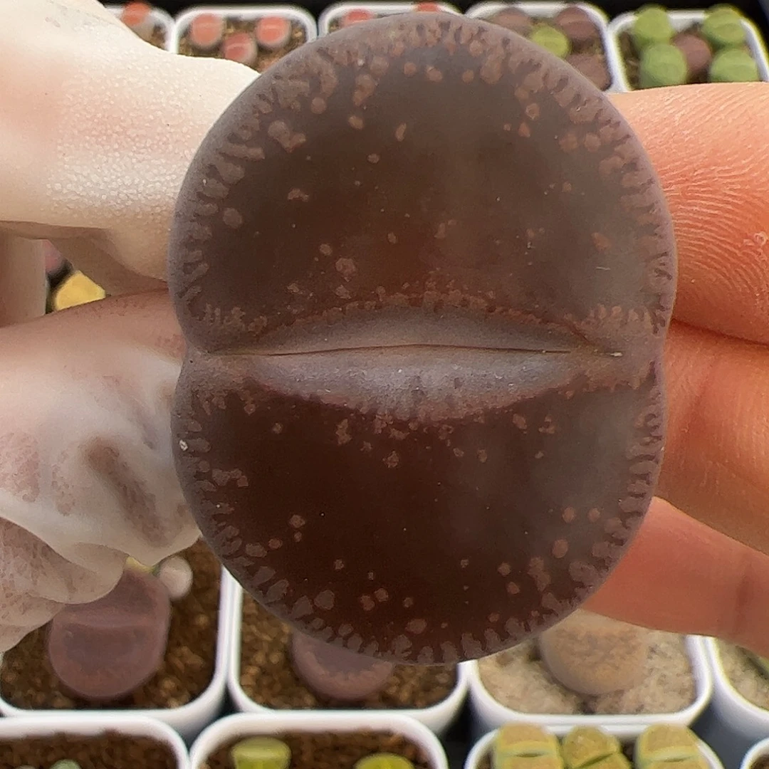 生石花多肉大母本轮子