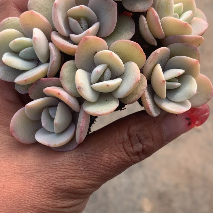 奶茶10颗   包邮  d 多肉