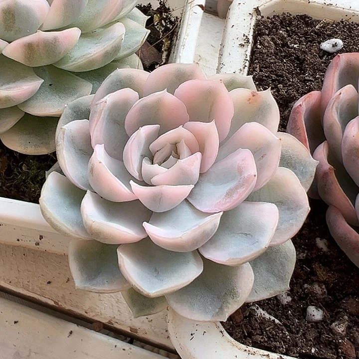 ****晴白白雪球锦多肉植物