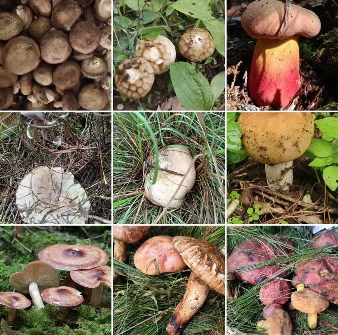 【土特产菇506】净含量103g