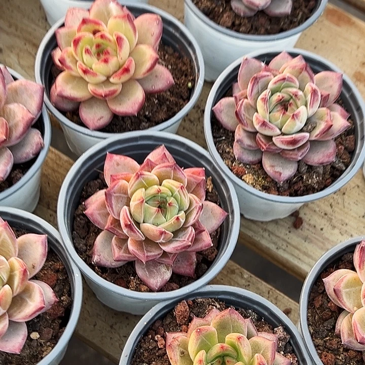 夜魔侠           福利多多