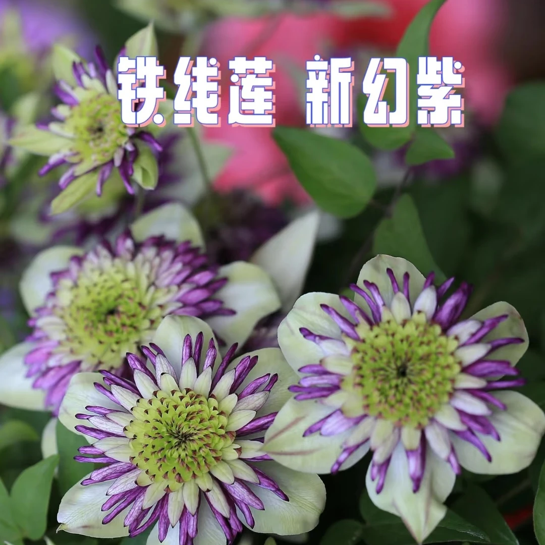 铁线莲（新幻紫f）庭院阳台丰花爬藤花卉植物