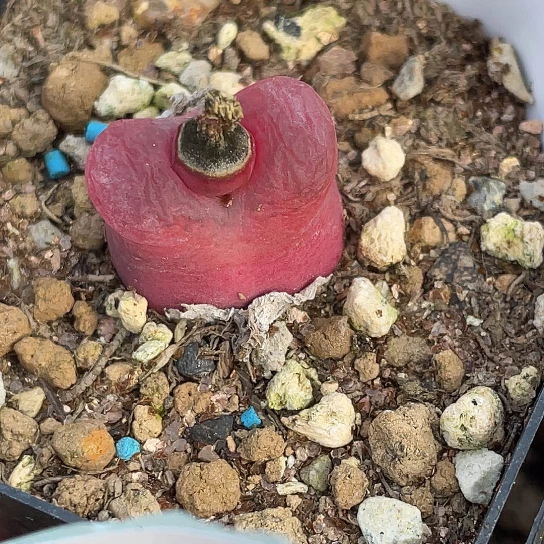 28-94毛毛多肉植物