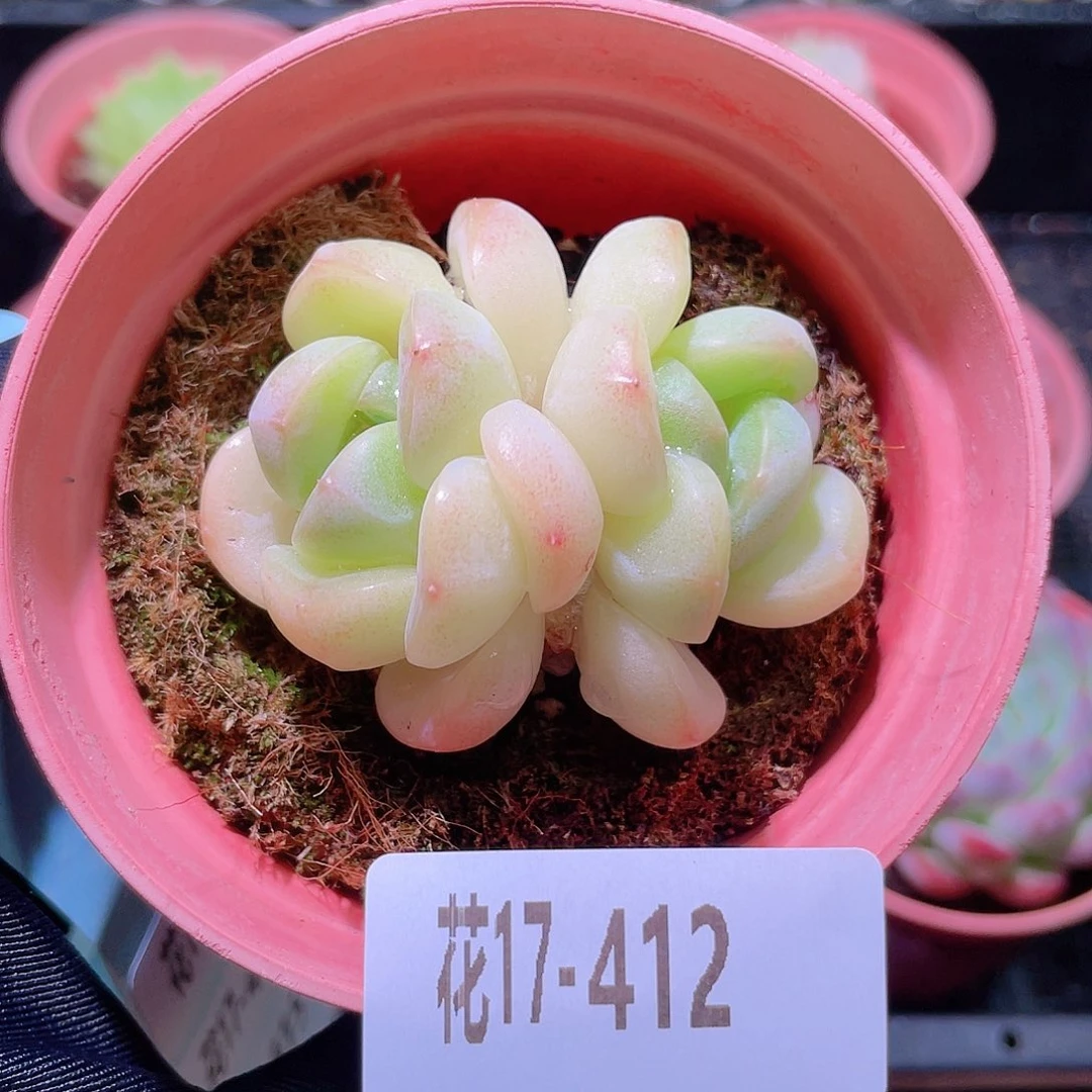 花利美17-412新品