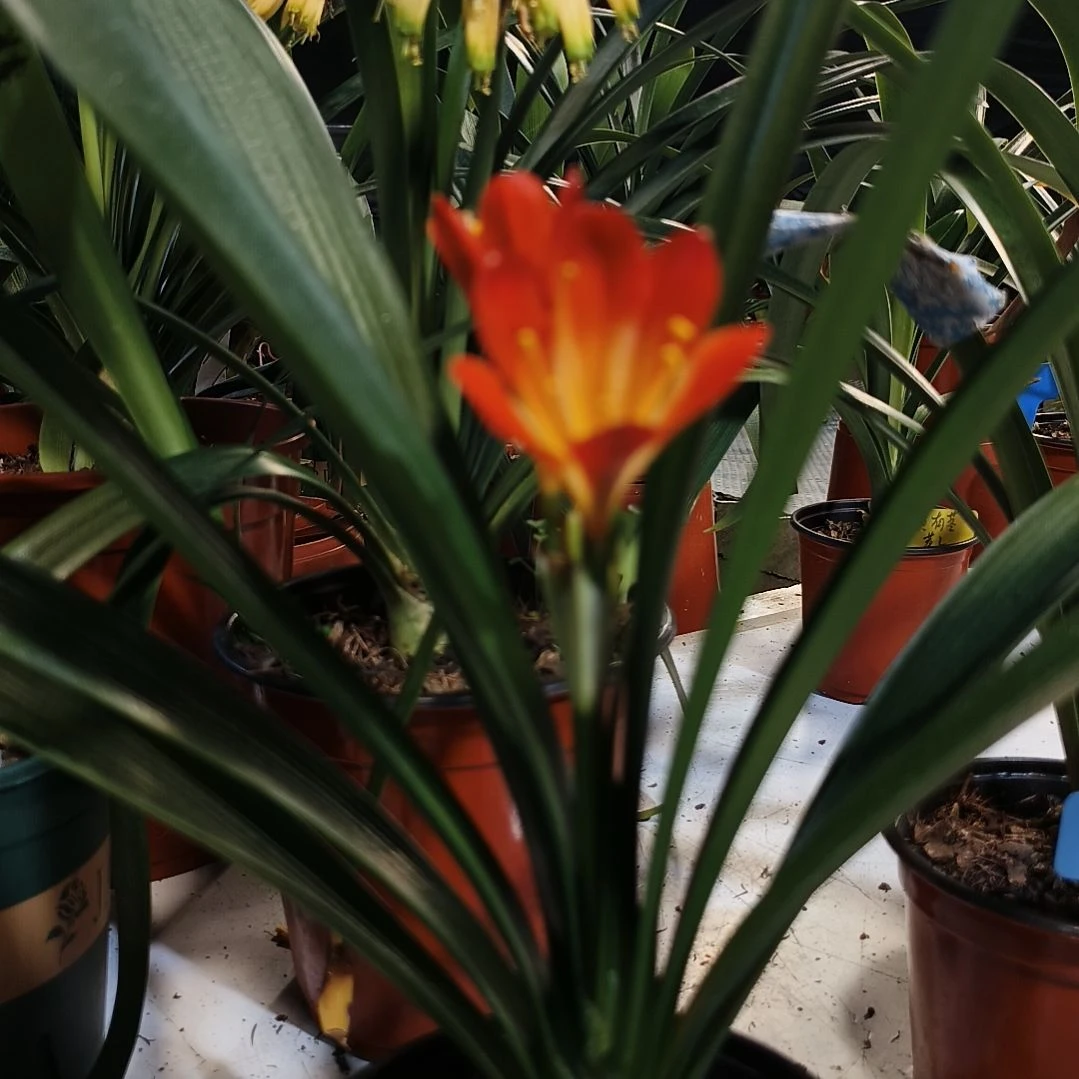 美***花完全开放红衣红苗一颗拍品残叶