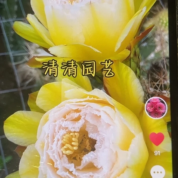 清清冰丝玉根瑕疵黑点有礼品