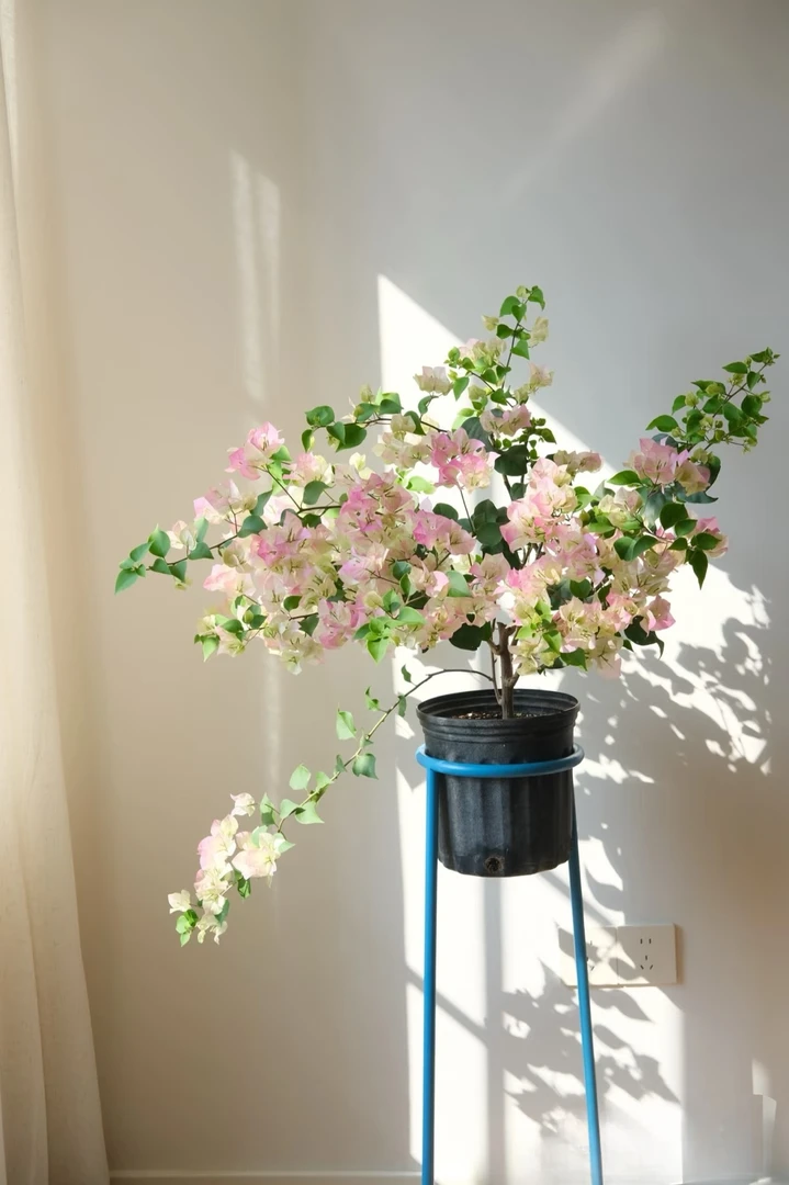 《绿樱》三角梅陶瓷盆花卉绿植勤花四季开花基地直发