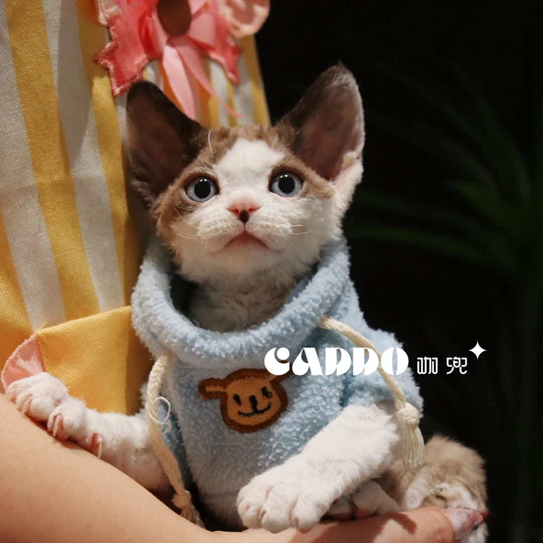 Caddo德文卷毛猫-咖白开脸妹妹（慕芯）