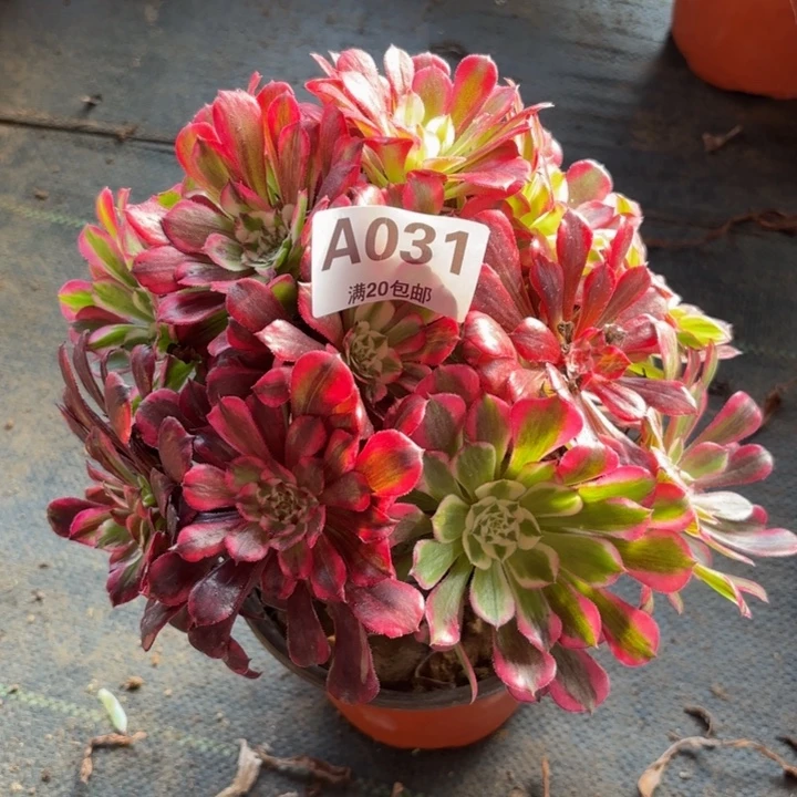 瑞妈多肉植物，031.