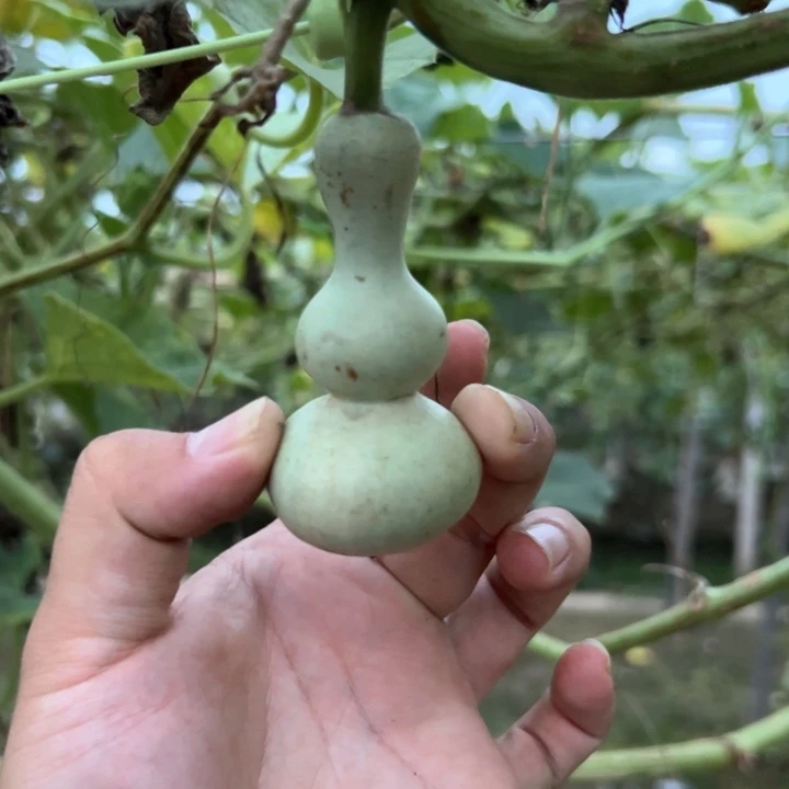 葫***6葫芦葫芦葫芦葫芦