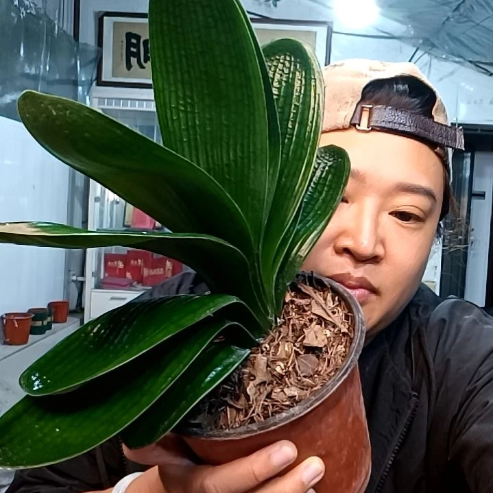 shin一个39麻王大麻脸