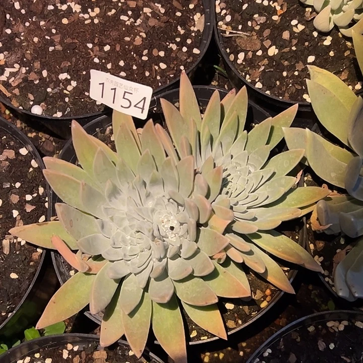 3代杂交仙女杯多肉福利