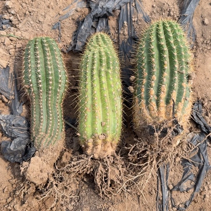 256新品毛花柱落地无木心斑一个