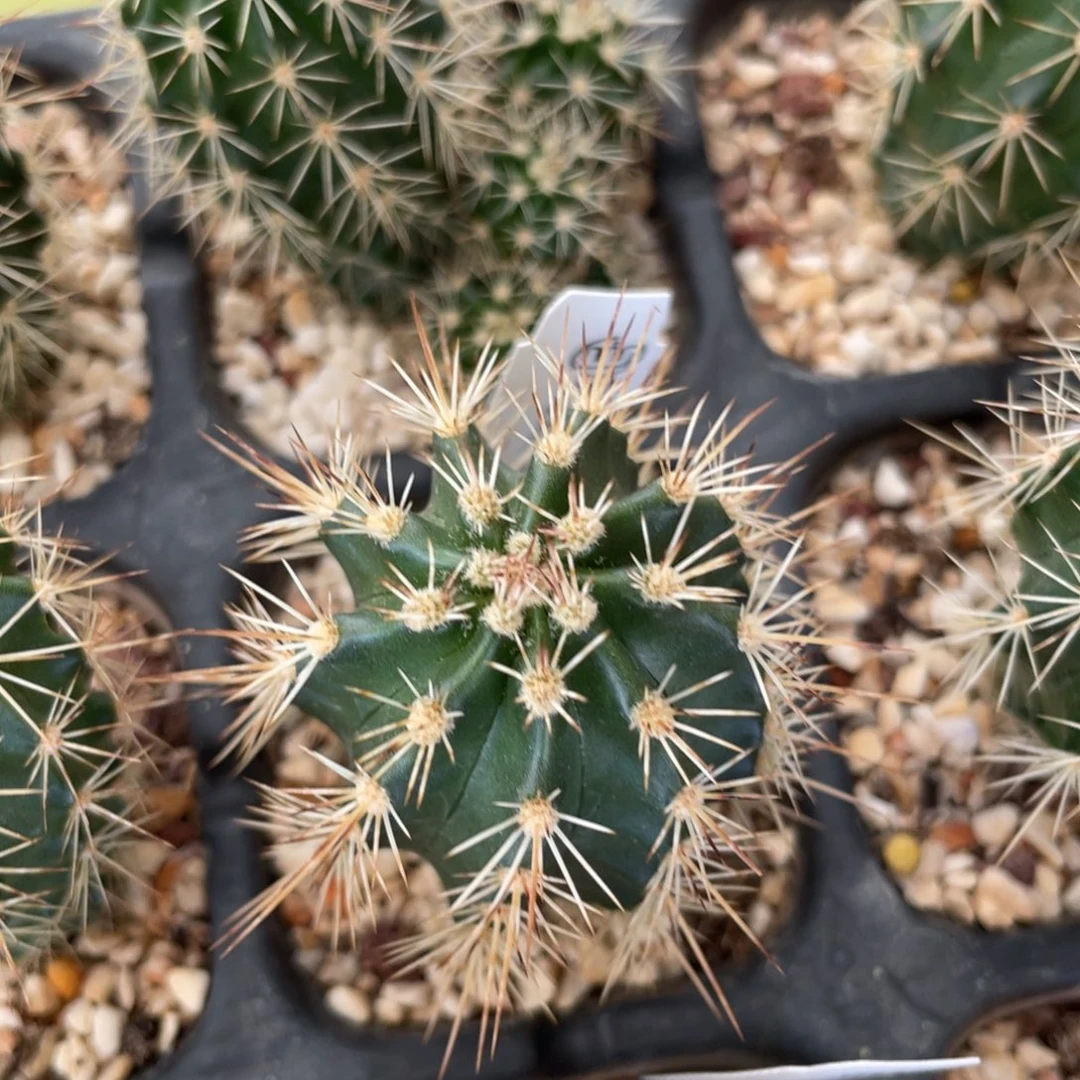 鹿角柱实生仙人球白花绯虾