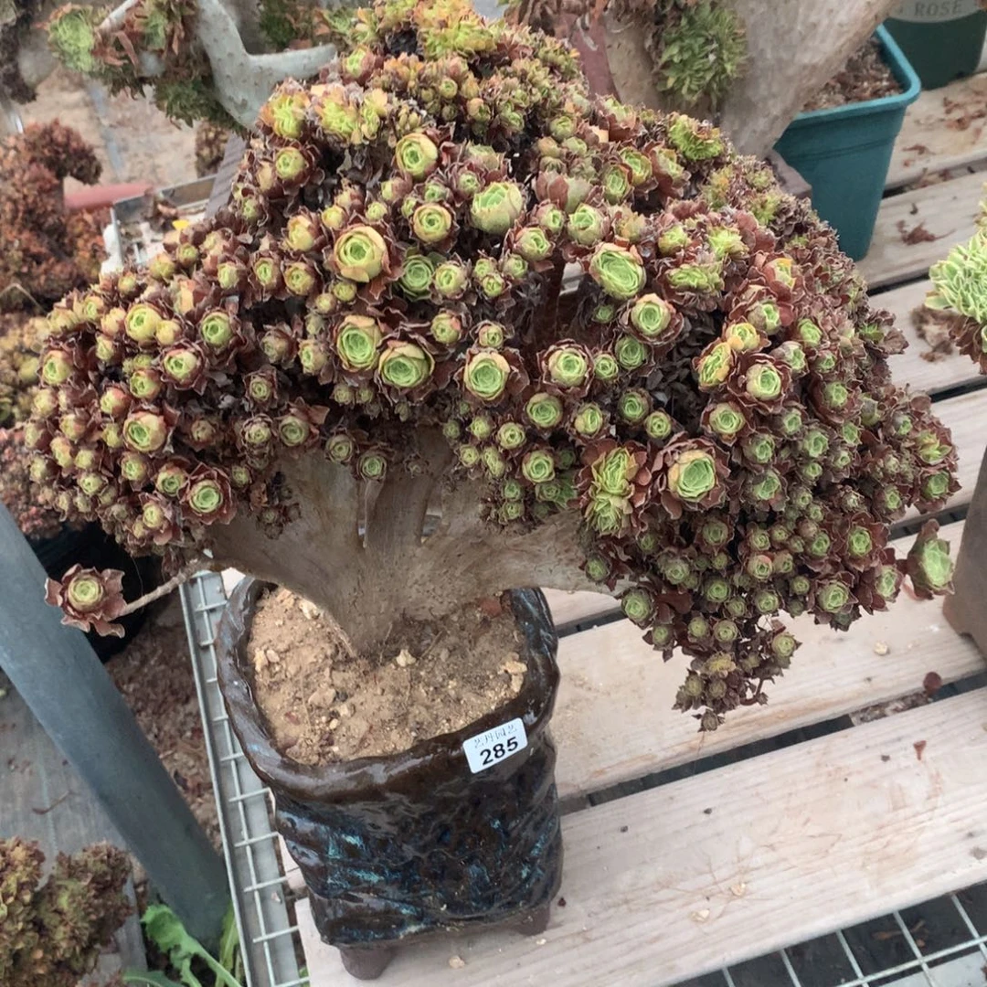 285万圣节朵朵一颗缀