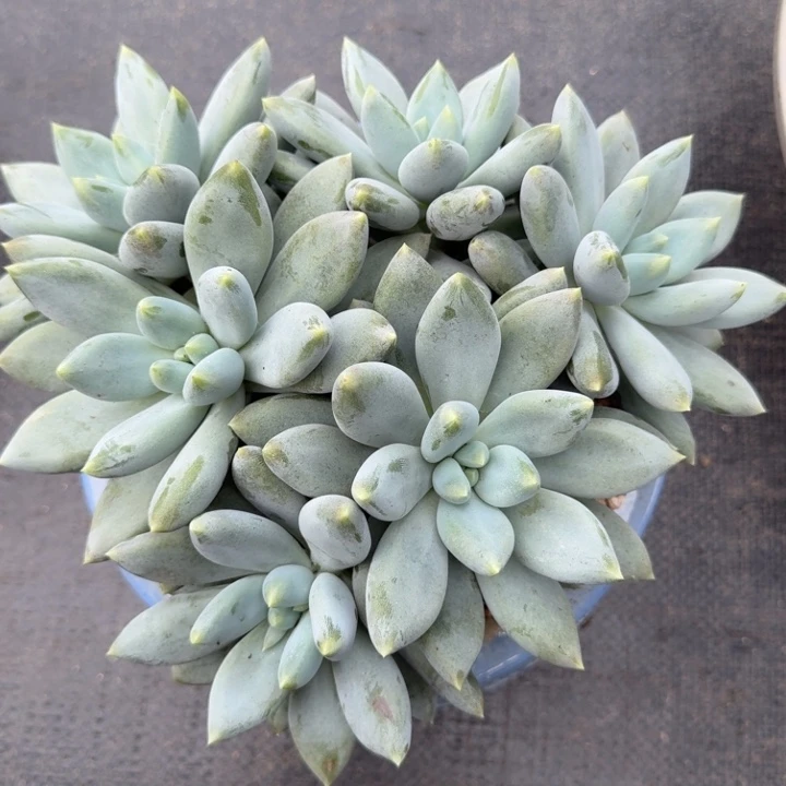 不***由多肉植物哥特萝莉